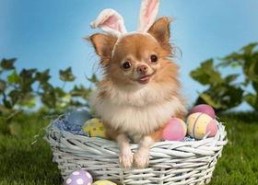 娱乐吃瓜酱小狗吉祥